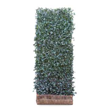 Ivy screen (Hedera helix 'Woerner') 300cm high 120cm wide